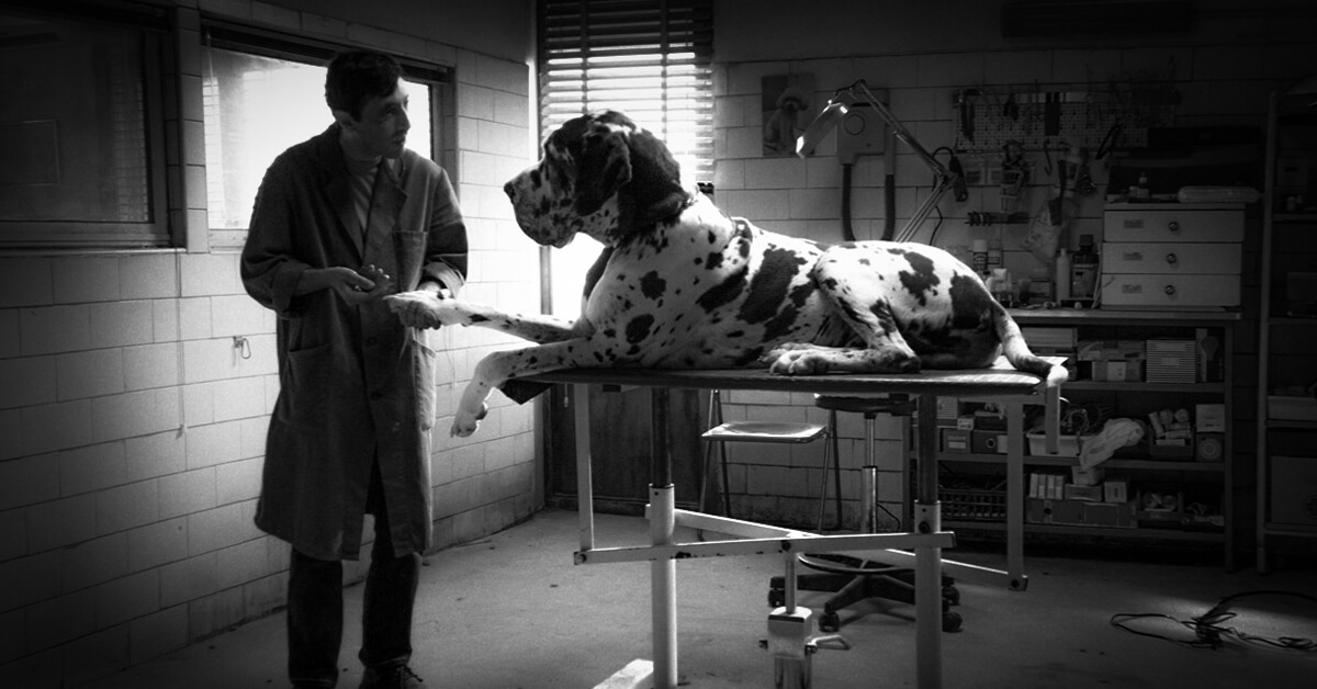 piccoli consigli di web marketing per veterinari